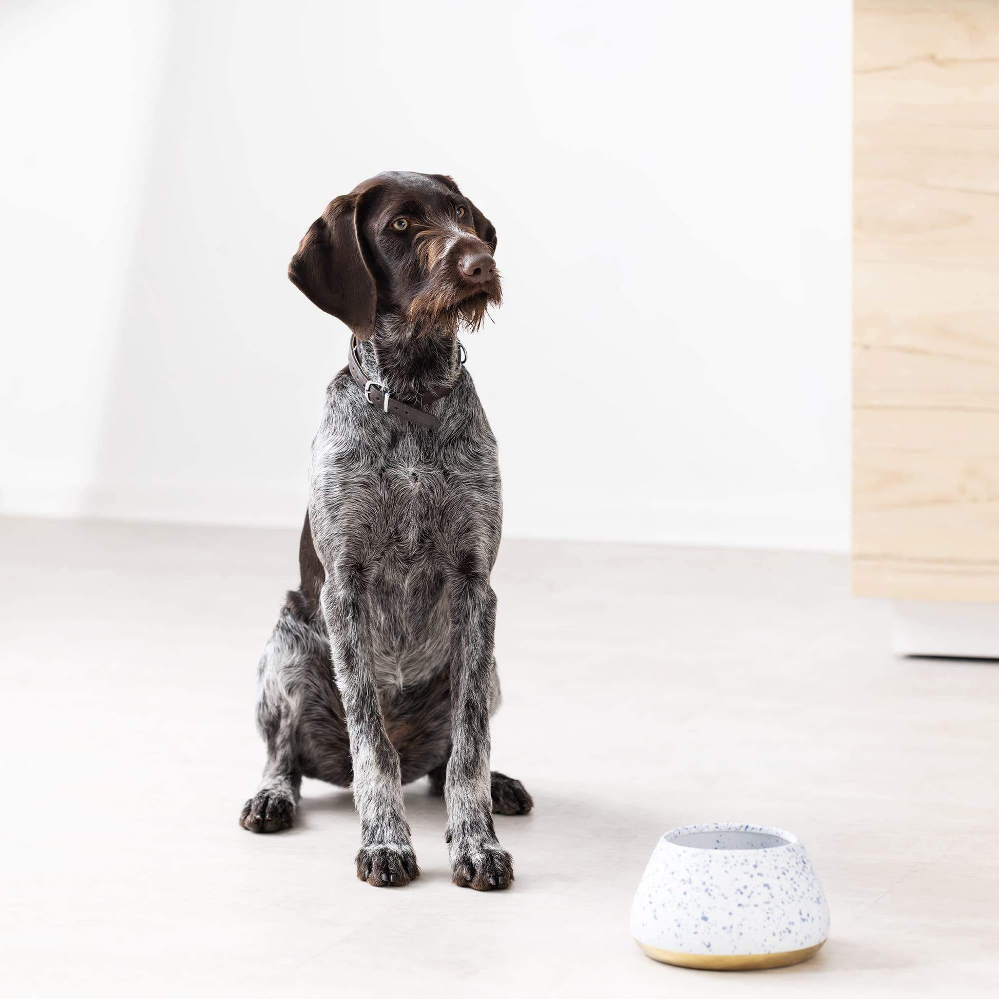 Gamelle céramique pour chien Cocker et Teckel oreilles tombantes