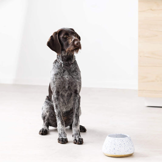 Gamelle céramique pour chien Cocker et Teckel oreilles tombantes